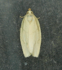 Cenopis pettitana