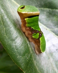 Papilio menatius victorinus
