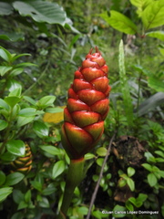 Zingiber officinale