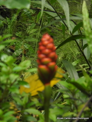 Zingiber officinale