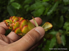 Zingiber officinale