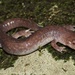 Northern Spring Salamander - Photo (c) Ty Smith, some rights reserved (CC BY-NC), uploaded by Ty Smith