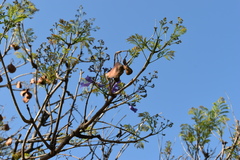 Jacaranda mimosifolia