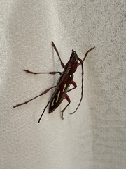 Ambonus distinctus