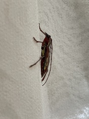 Ambonus distinctus