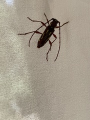 Ambonus distinctus