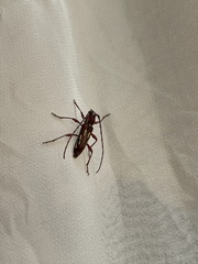 Ambonus distinctus