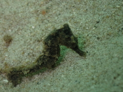 Hippocampus kuda