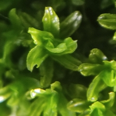 Dialytrichia mucronata