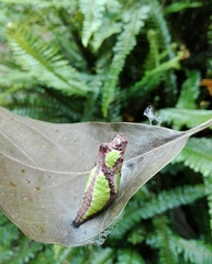Papilio menatius victorinus