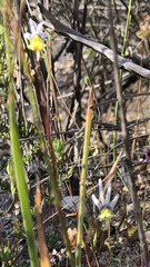 Nemesia cheiranthus