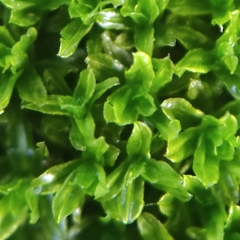 Dialytrichia mucronata