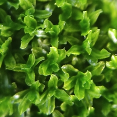 Dialytrichia mucronata