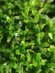 Dialytrichia mucronata