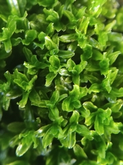 Dialytrichia mucronata