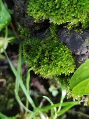 Dialytrichia mucronata