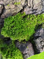 Dialytrichia mucronata