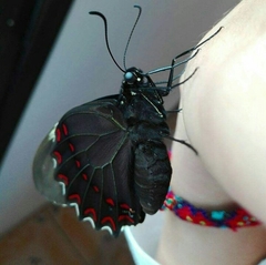 Papilio menatius victorinus