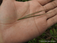 Pinus chiapensis