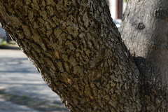 Jacaranda mimosifolia