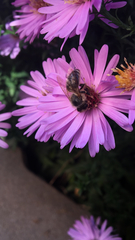 Apis mellifera