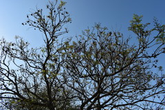 Jacaranda mimosifolia