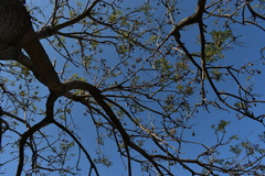 Jacaranda mimosifolia