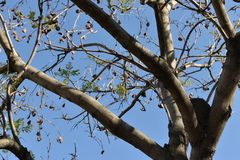 Jacaranda mimosifolia