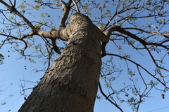 Jacaranda mimosifolia