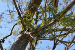 Jacaranda mimosifolia