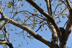 Jacaranda mimosifolia