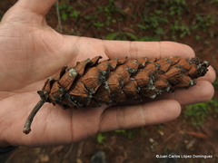 Pinus chiapensis