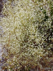 Polygonella polygama