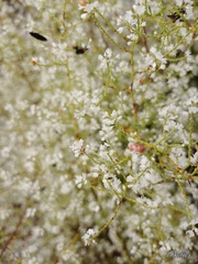 Polygonella polygama