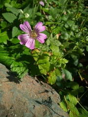 Geranium gracile