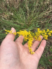 Solidago pinetorum