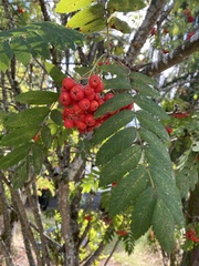 Sorbus aucuparia