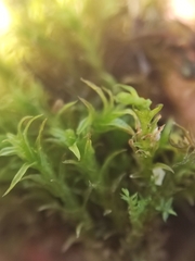 Vinealobryum insulanum