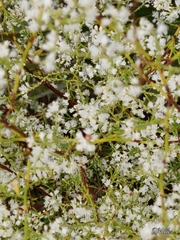 Polygonella polygama