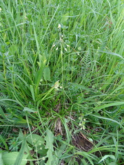 Holosteum umbellatum