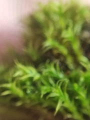 Vinealobryum insulanum