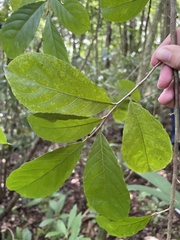 Casearia guianensis