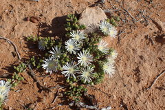 Drosanthemum framesii