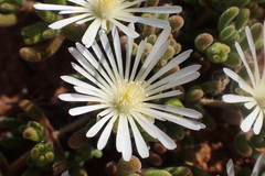 Drosanthemum framesii