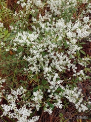 Polygonella polygama