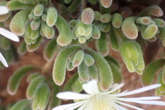 Drosanthemum framesii