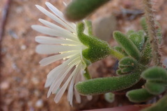 Drosanthemum framesii
