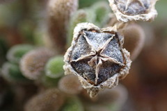 Drosanthemum framesii