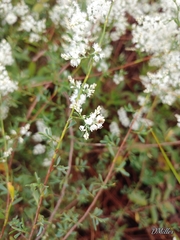 Polygonella polygama