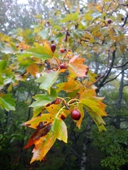 Torminalis glaberrima